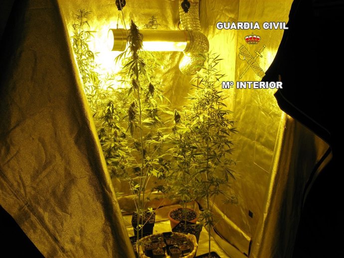 Plantas De Marihuana Encontradas