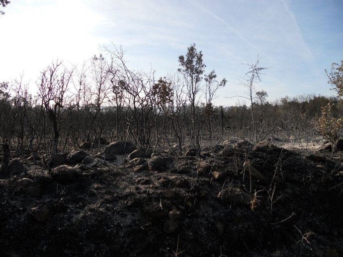 Imagen De La Zona Calcinada En Albocàsser