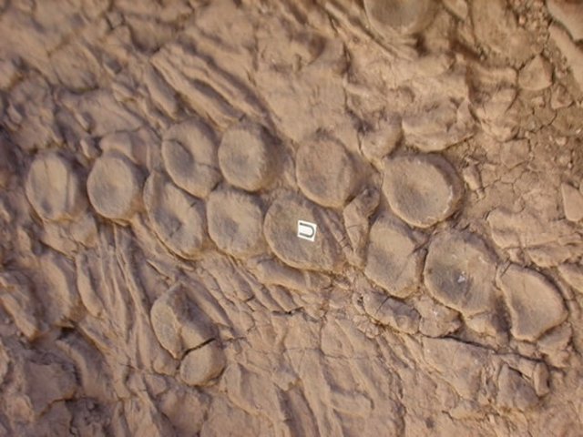 Restos Fósiles De Tentáculos