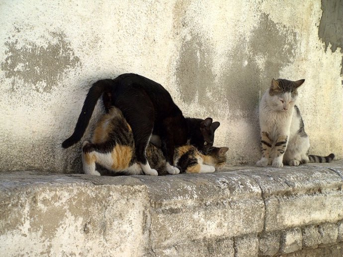 Gatos