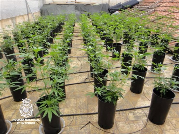 Imagen De Las Plantas De Marihuana Incautadas