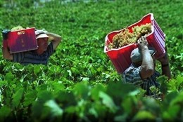 Temporeros Trabajando En La Vendimia Temprana En El Condado De Huelva.