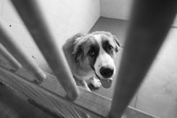 Defensores de los Animales señalan que eurodiputados del PP están más concienciados con el abandono de perros y gatos