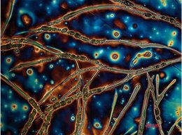 Una De Las Fotografías De FOTCIENCIA.