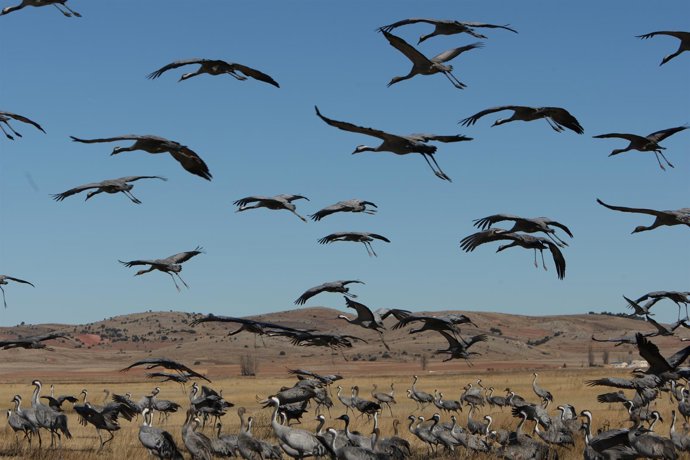 Grullas En Gallocanta