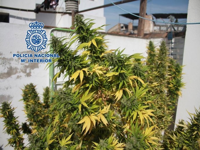 Marihuana Intervenida En Una Terraza De Granada
