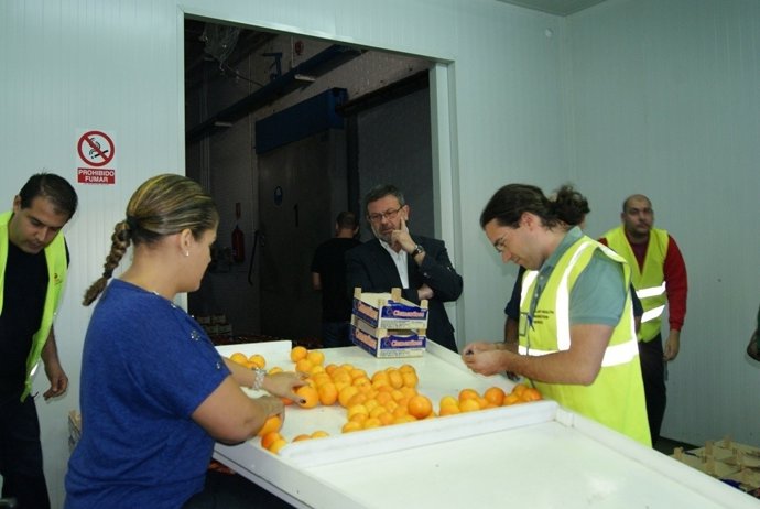 Carga De Clementinas Que Saldrá De Castellón Con Destino A EEUU