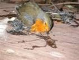 Torodos Cazados Con Parany