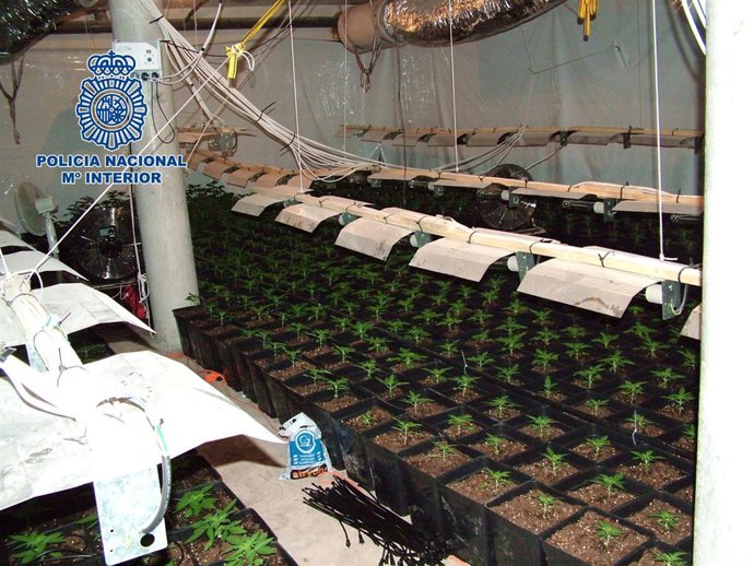 Plantación De Marihuana Desmantelada