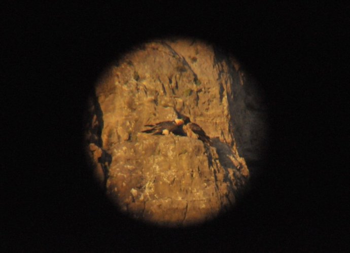 Dos Ejemplares De Quebrantahuesos Acicalándose