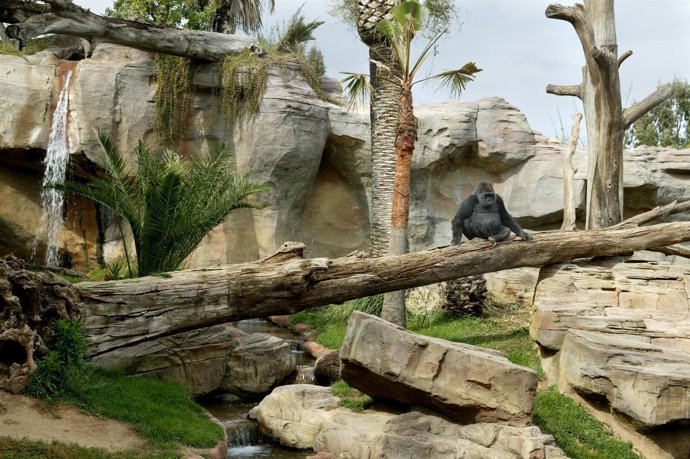 Gorilas En El Hábitat Del Bioparc De Fuengirola