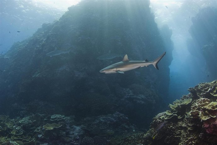 Tiburón junto a otros tiburones