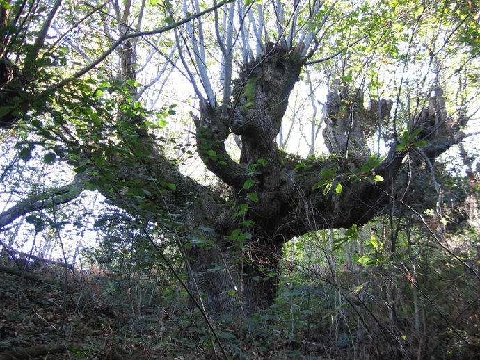 Castaño De Les Quintanes, Asturias