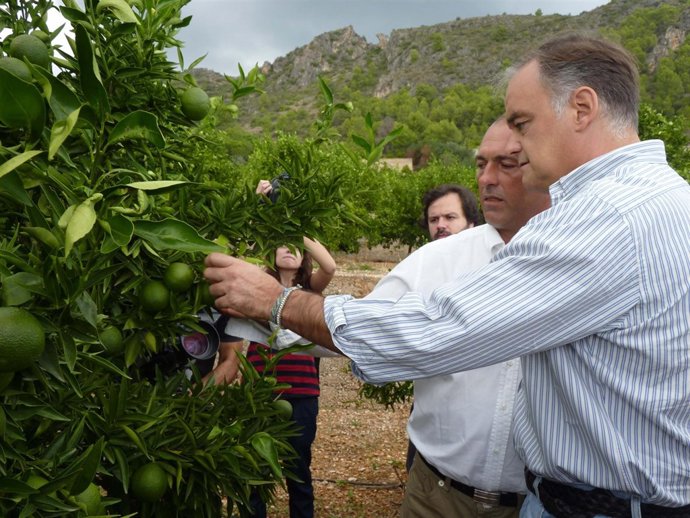 González Pons En Un Encuentro Con Agricultores En Oliva (Valencia).