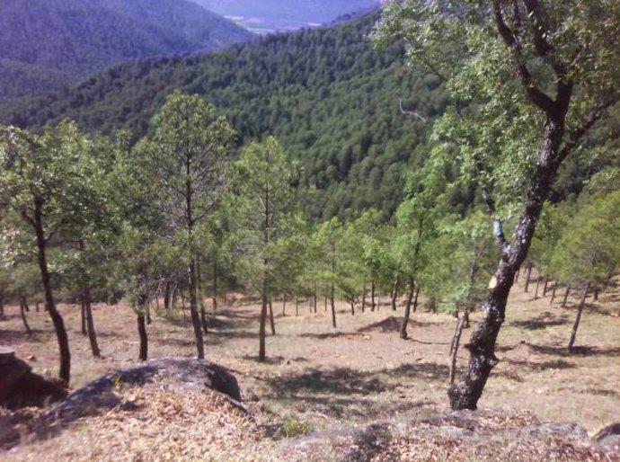 Monte De Pinares