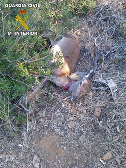 Ciervo Cazado De Manera Furtiva