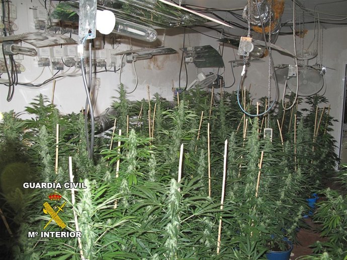 Invernadero Marihuana En Cijuela