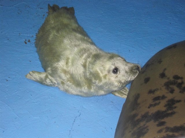 Nace una foca en el Zoo de Madrid