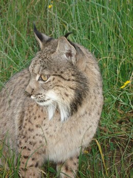 Ejemplar de lince ibérico