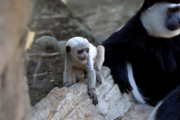 Imagen De La Cría De Colobo Kikuyu