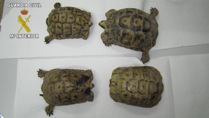 Tortugas Incautadas