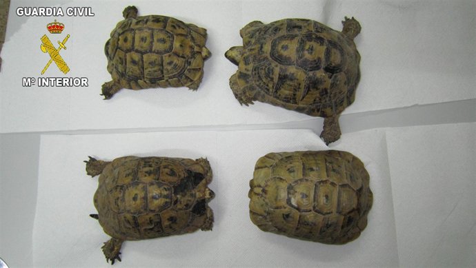 Tortugas Incautadas