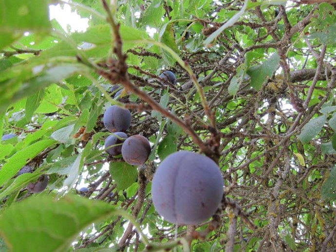 Fruta, Frutal, Ciruelas, Ciruelo