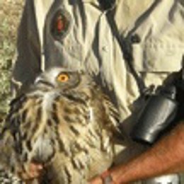 Búho Rescatado