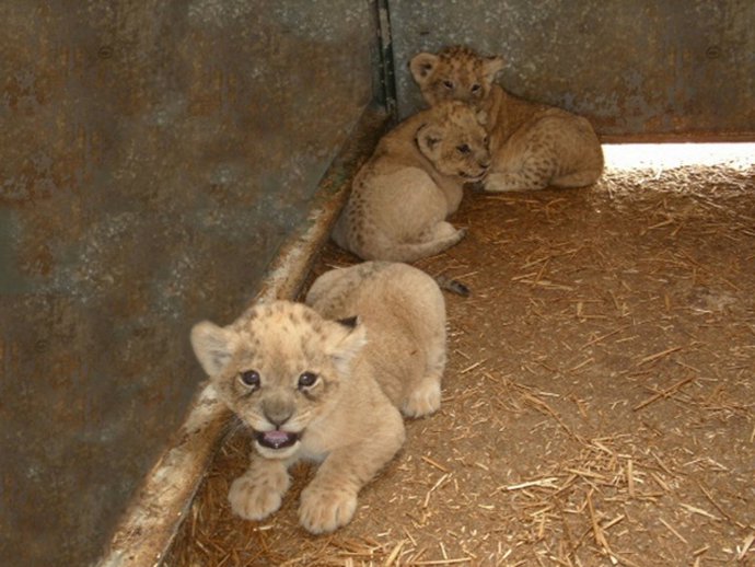 Tres Cachorros De León Nacidos En Selwo Aventura Crías