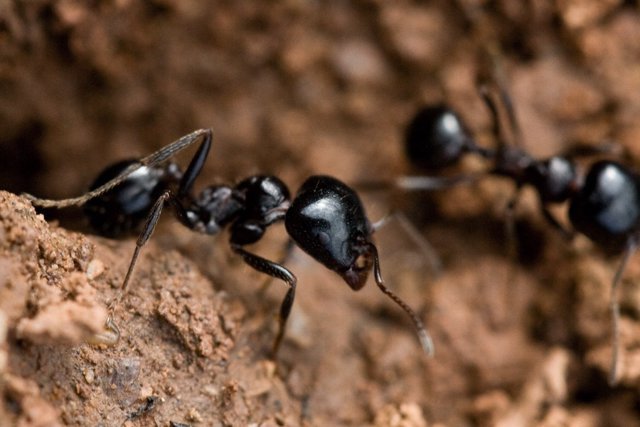 Hormigas 'Messor Bouvieri', Hormiga