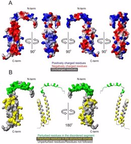 Figura Proteína TBCC