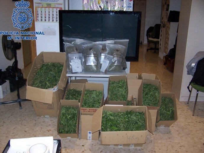 Marihuana Intervenida Por La Policía