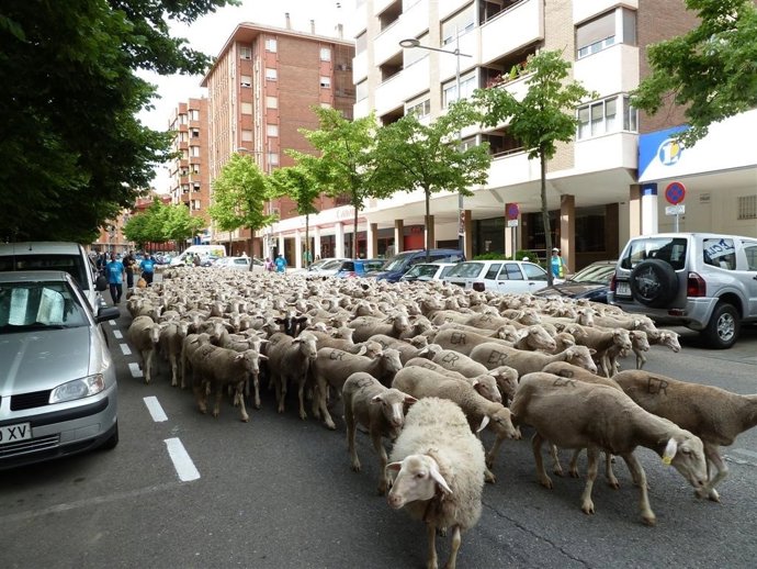 Las Ovejas Cruzan Las Calles De Soria