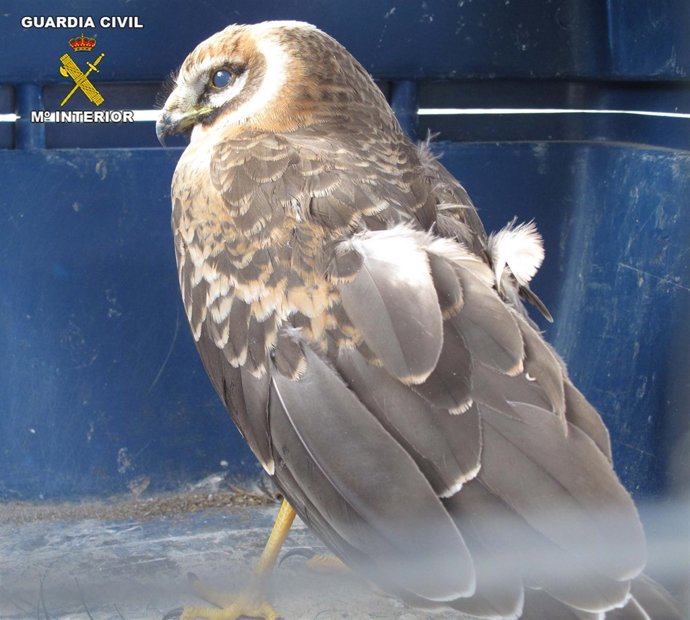 Ejemplar De Aguilucho Lagunero Recuperado Por El Seprona
