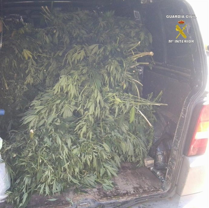 Plantación Marihuana De Anguiano