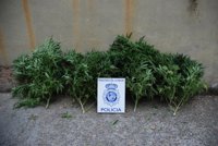 La Policía Nacional detiene a cinco personas que cultivaban plantas de marihuana