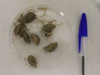 LA ACA achaca la expansión del mejillón cebra a barcas y peces reintroducidos para pescar