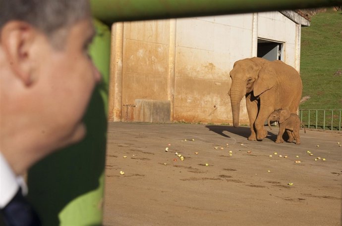 El Consejero Arasti En La Presentación De La Nueva Elefanta