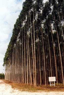 Campo De Sumatra Donde Se Ha Realizado El Estudio Galardonado En Indonesia