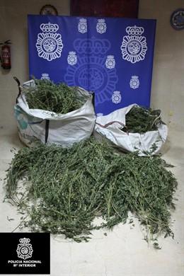 Marihuana Intervenida En Ourense.