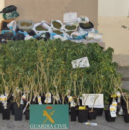 Marihuana Intervenida Por La Guardia Civil En Vegas (León)