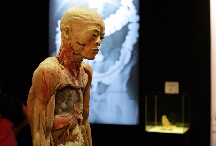 Un Cuerpo De La Exposición 'Human Bodies'