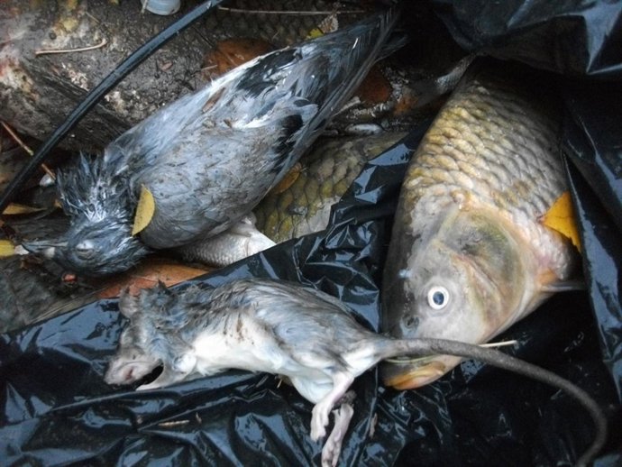 Peces Y Animales Muertos En Guadix