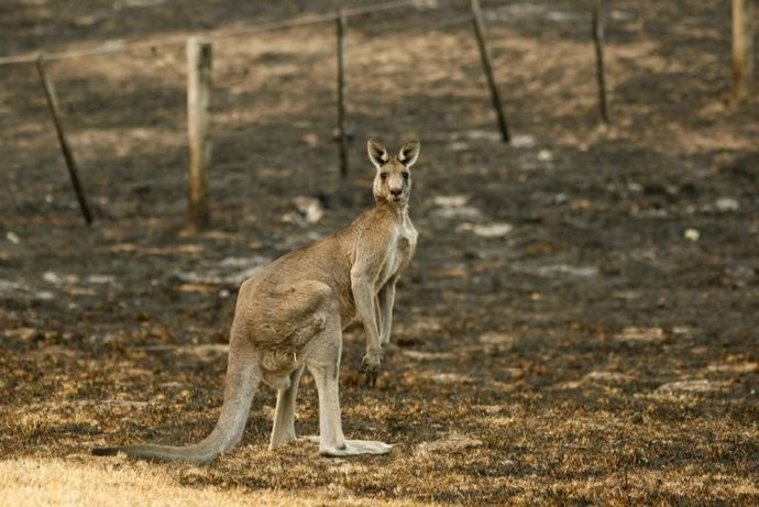 Un canguro en Australia