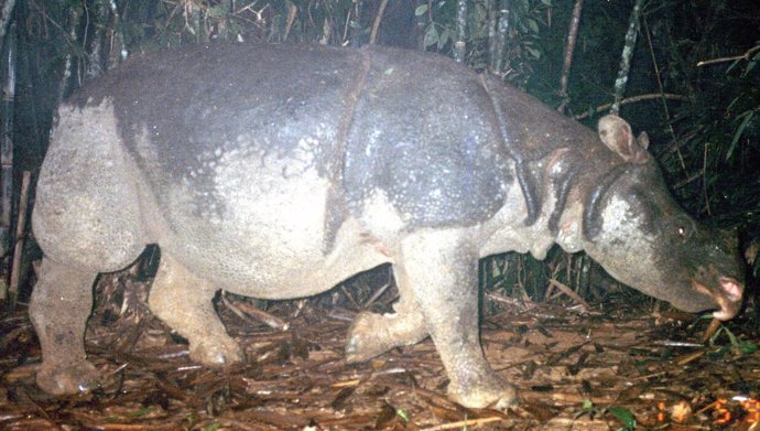 Ejemplar De El Último Rinoceronte De Java Que Vivía En Vietnam