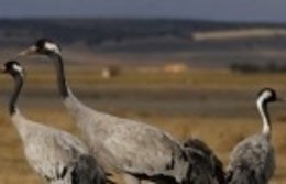 Imagen De Las Grullas De Gallocanta