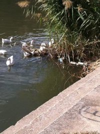 PP de Toledo lamenta que García-Page se haya apropiado del borrador del Plan de Cuenca del Tajo