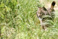M.Díaz Trillo ve una noticia "positiva" la imputación de dos cazadores por la muerte de un lince a tiros