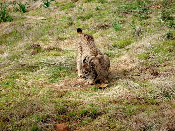 Ejemplar de lince ibérico