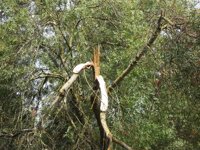 El viento y las lluvias causan la caída de árboles y alguna pequeña inundación en Galicia